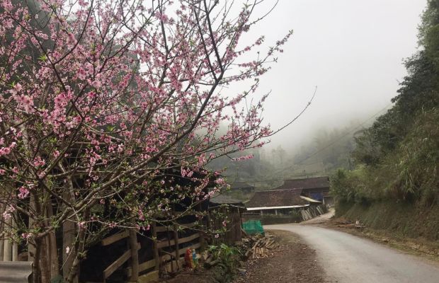 Peach blossom in Cao Bang