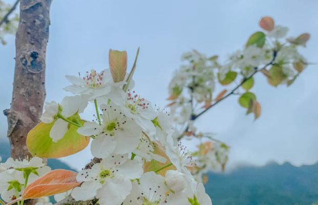 Pear blossom in Cao Bang