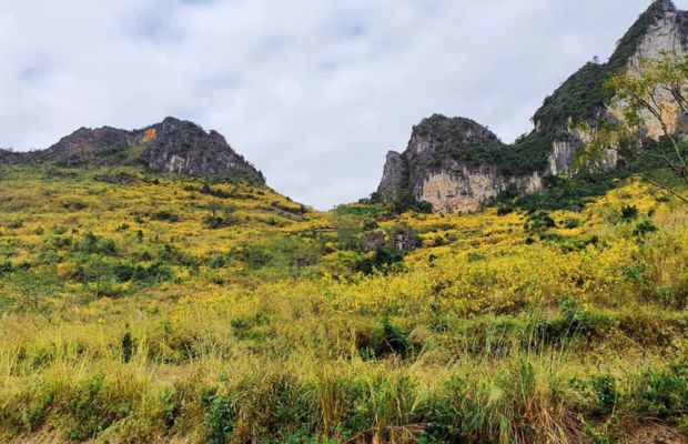 Wild sunflower in Cao Bang