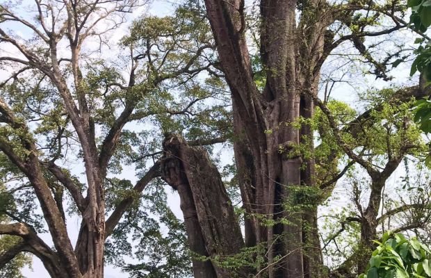 Banyan trees in Thien Huong Village