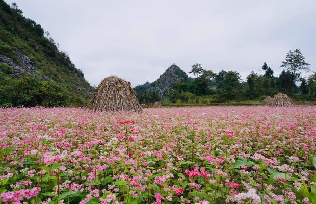 Buckwheat flower in the Dong Van Karst Plateau