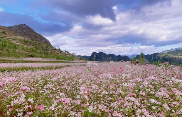 Buckwheat flower in Pho Bang Village