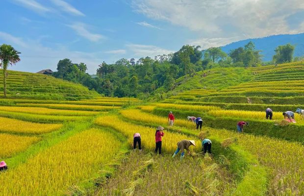 Ha Giang in harvesting season