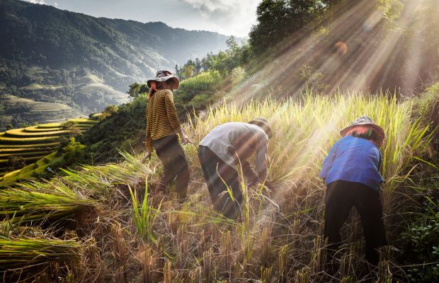 Harvesting season in Hoang Su Phi