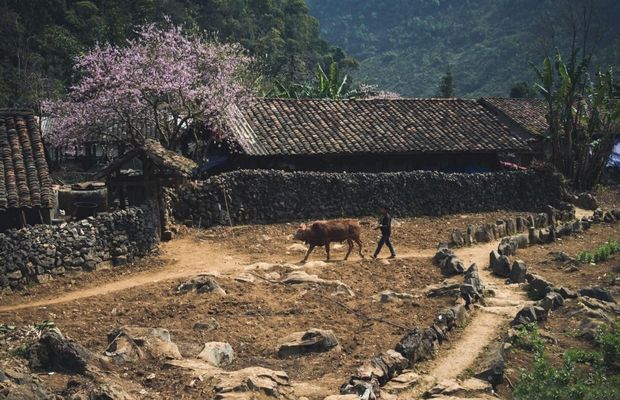 Local life in the Dong Van Karst Plateau