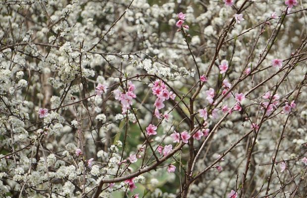 Plum and peach blossoms in Ha Giang