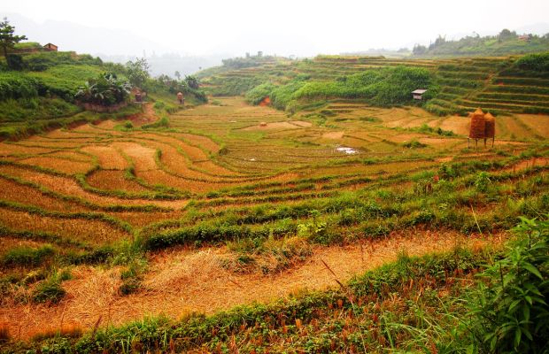Rice fields in Nam Dam Village