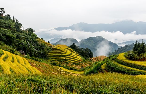 Terrace rice fields in Hoang Su Phi