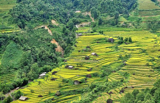 Terrace rice fields in Ban Luoc, Ha Giang