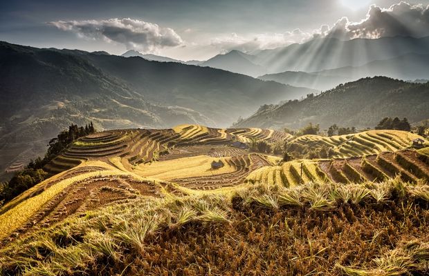 Yellow terraced rice field in Ha Giang