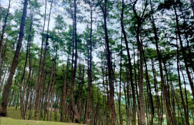 Yen Minh Pine Forest