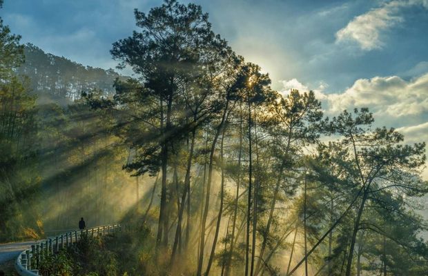 Yen Minh Pine Forest