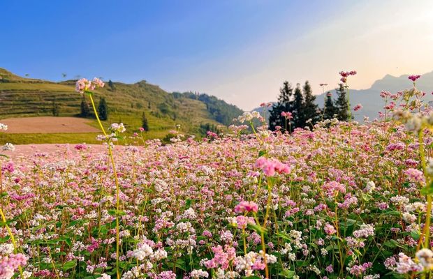 Buckwheat flower season in Ha Giang