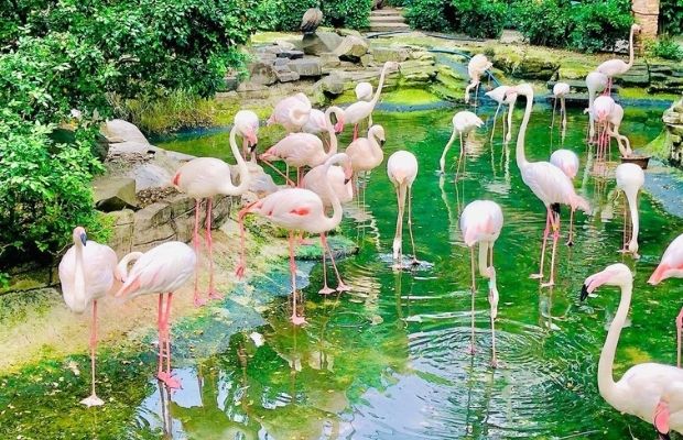 Saigon Zoo & Botanical Garden