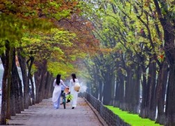 Amidst the Autumn Foliage in Hanoi