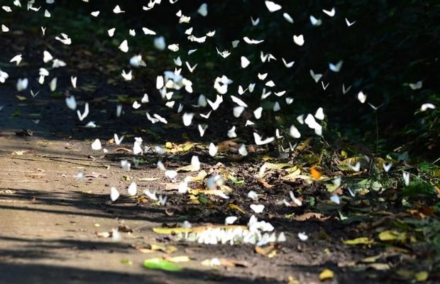 Butterflies season in Cuc Phuong National Park