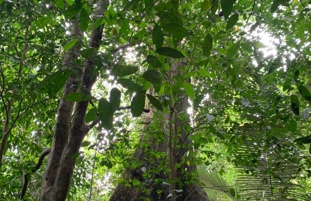 Cho Chi Tree inside Cuc Phuong National Park