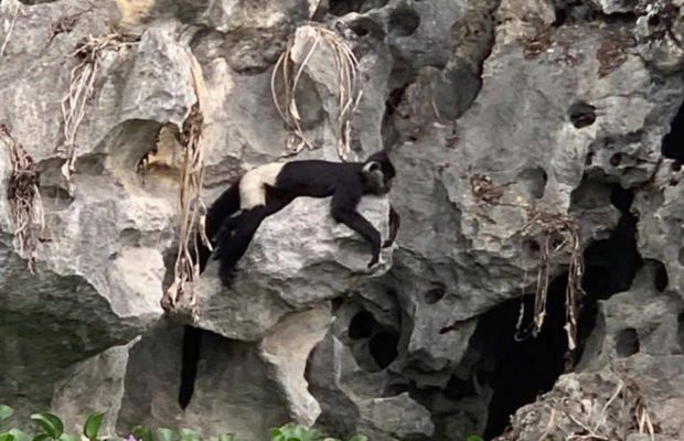 Delacour's langur in Van Long