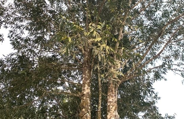 Nageia fleuryi tree (Kim giao tree) inside Cuc Phuong National Park