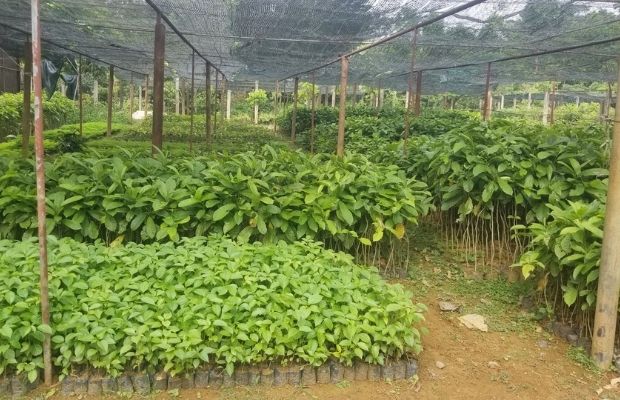 Preserving plants area inside Cuc Phuong National Park