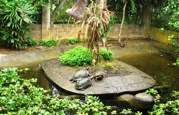 The Turtle Conservation Center in Cuc Phuong National Park, Ninh Binh