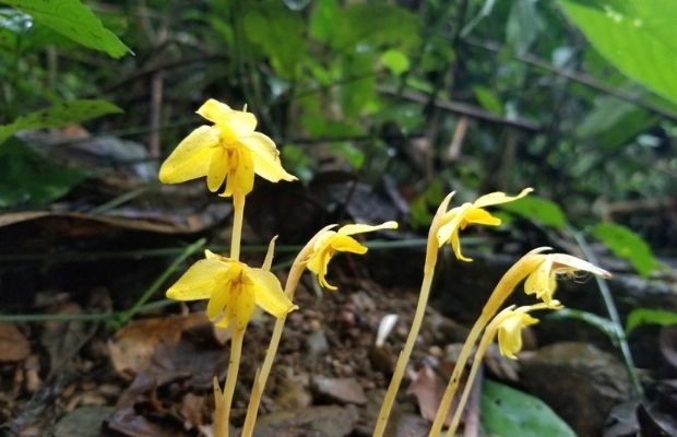 Vietorchis aurea Averyanov inside Cuc Phuong National Park