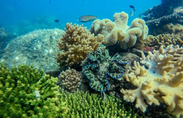 Coral reef in Phu Quoc