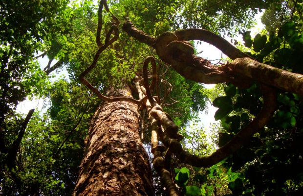 Phu Quoc National Park