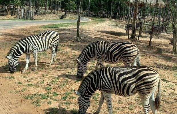 Zebra in Vinpearl Safari Phu Quoc