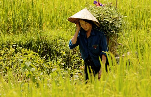 Harvesting season in Pu Luong Nature Reserve