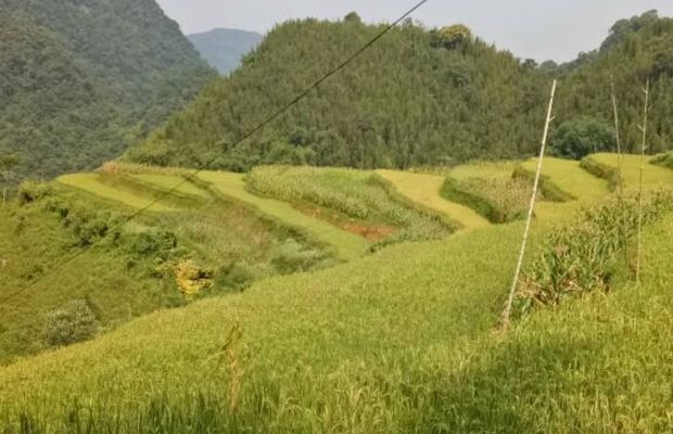 Rice fields in Son - Ba - Muoi villages