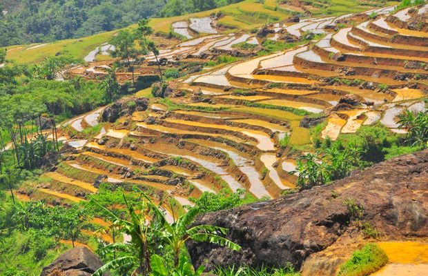 Terraced rice field in Pu Luong Nature Reserve