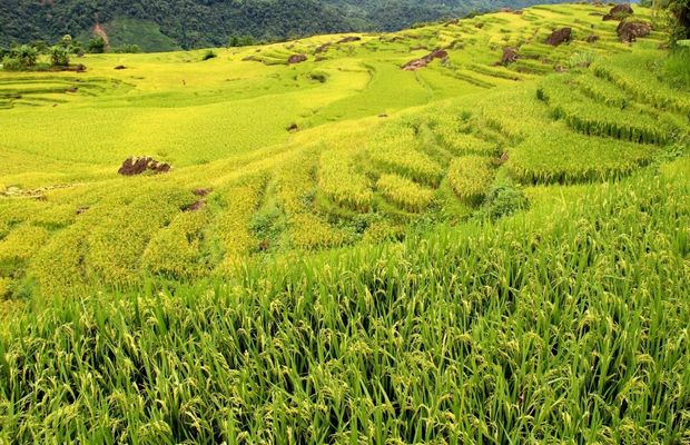 Yellow terraced rice field in Pu Luong