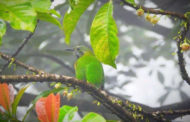 Bird watching in Bach Ma National Park