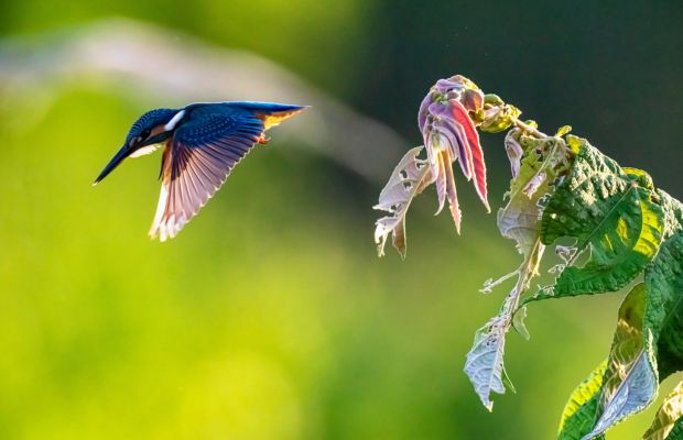 Bird watching in the Cat Tien National Park