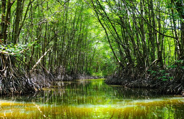 Can Gio Mangrove Biosphere Reserve