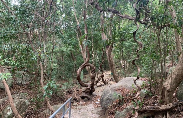 Con Dao National Park trekking route