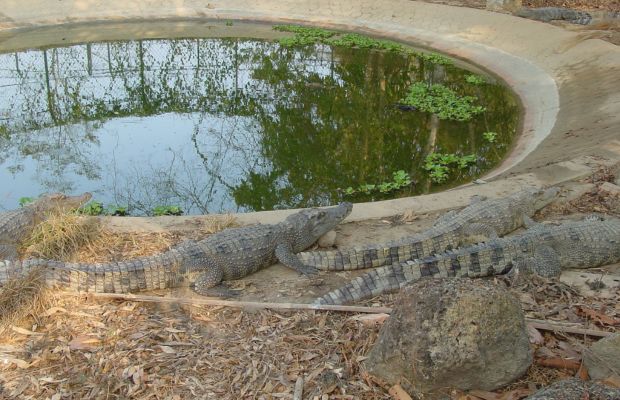 Freshwater crocodile in the Cat Tien National Park