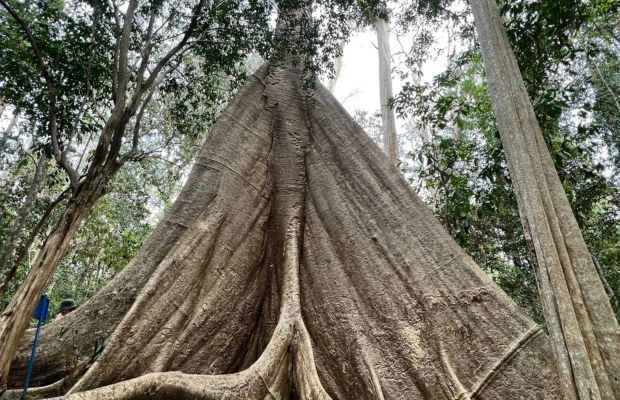 Giant Tung tree in the Cat Tien National Park