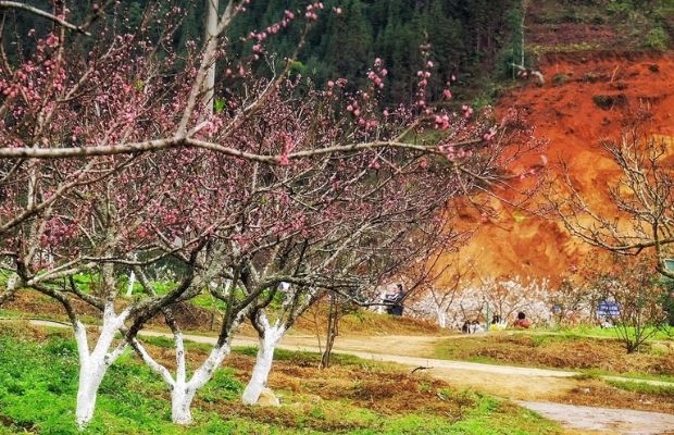 Peach blossom in Bac Ha