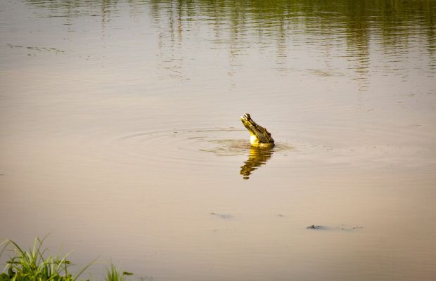 Siamese crocodile in Bau Sau