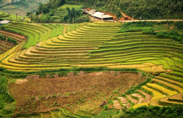 Terraced rice field in Mu Cang Chai