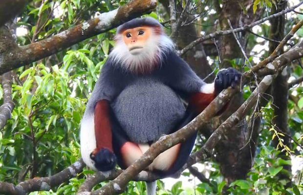 Red-shanked douc langur in Cat Tien National Park