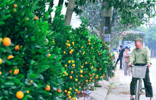 Kumquat trees on the Tet holiday
