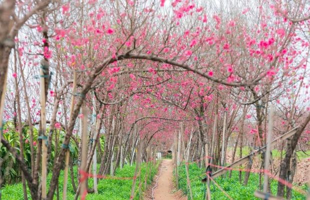 Buying peach blossom in Nhat Tan Village in Hanoi