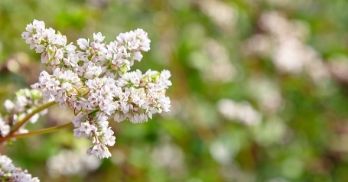 THE BUCKWHEAT FLOWER SEASON REACHING ITS PEAK IN HA GIANG